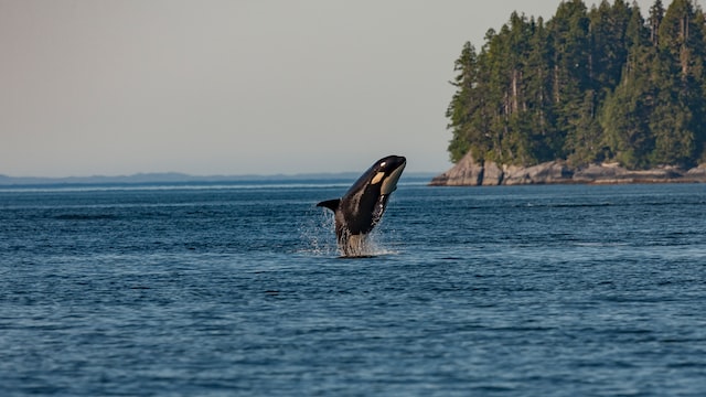 Whale watching in Tofino