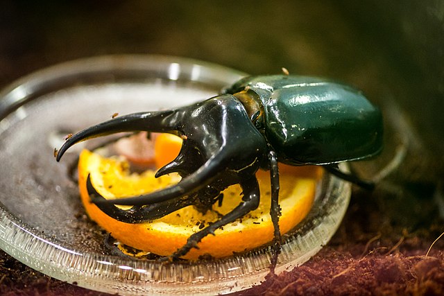 Atlas Beetle - Victoria Bug Zoo