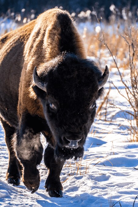 Bison in Elk Island