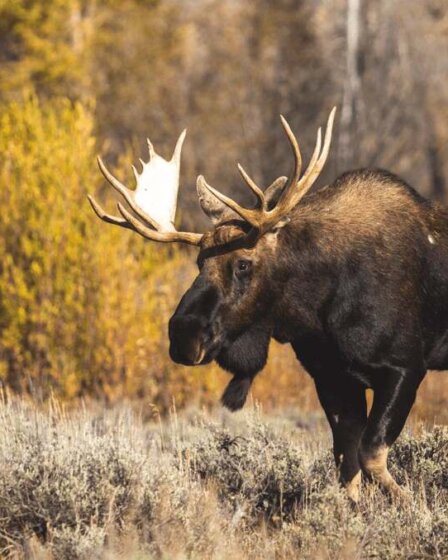 Moose of Canada