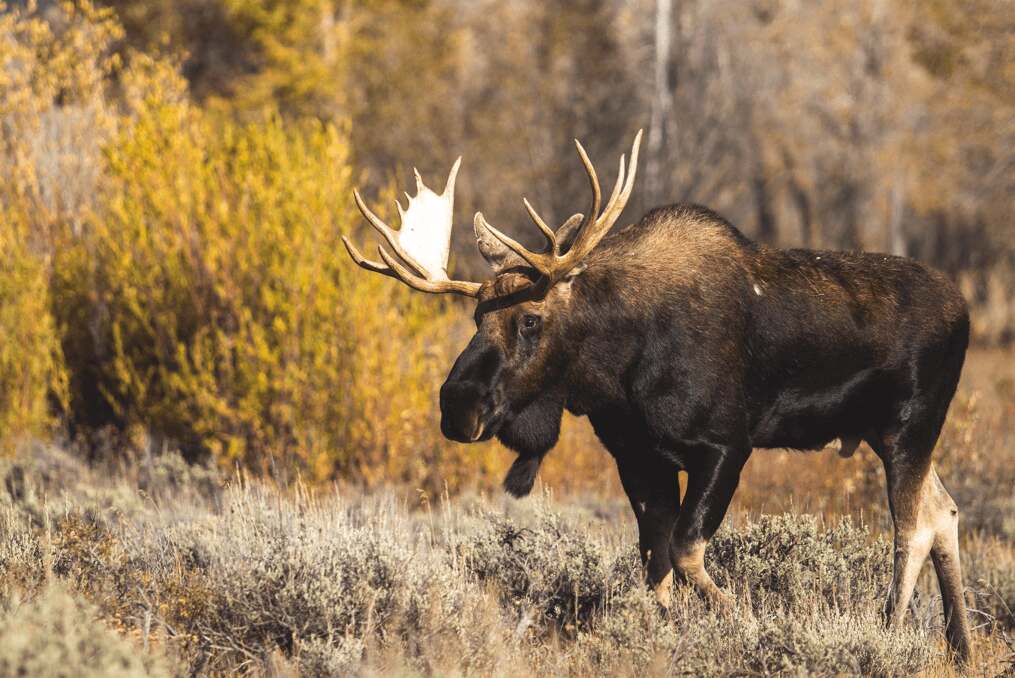 Moose of Canada