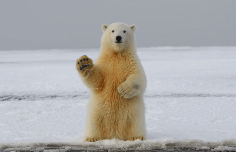 Polar Bear Saying Hi