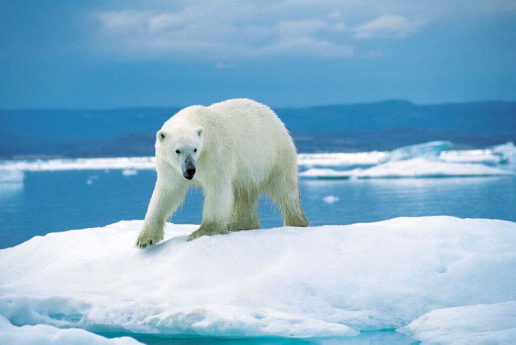 Polar Bear of Nunavut